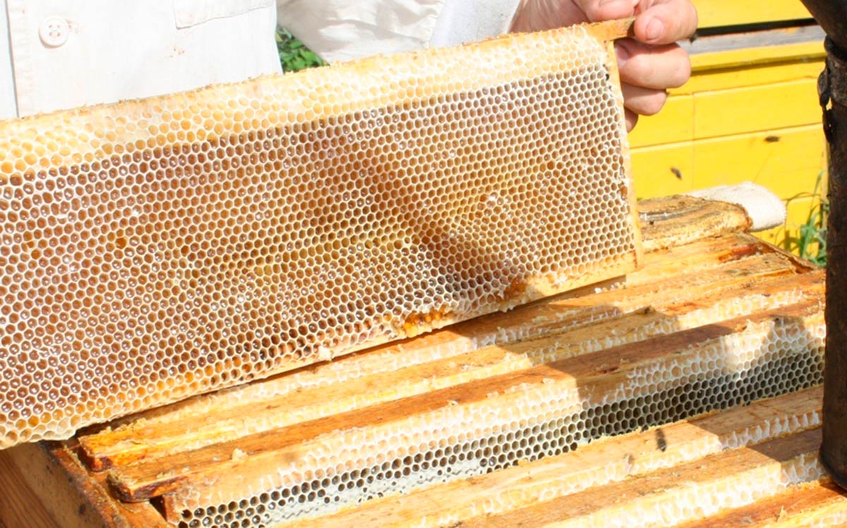 Какую опасность несет мед?