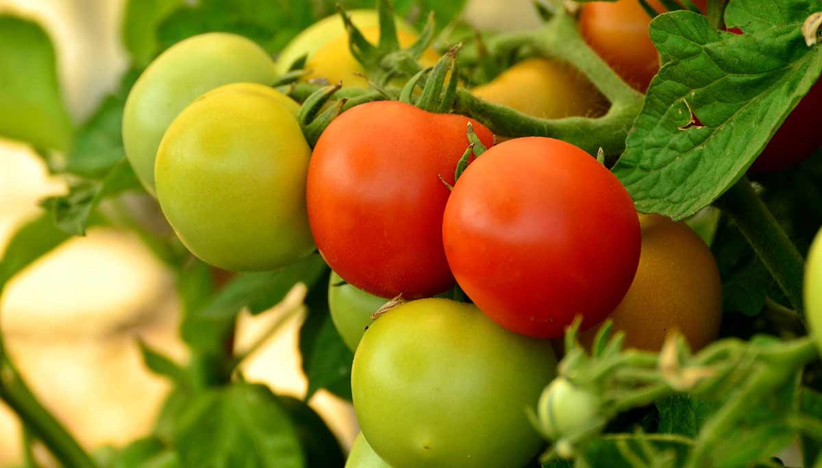 Как определить, какие помидоры можно срывать зелеными для дозревания дома, а какие - нет