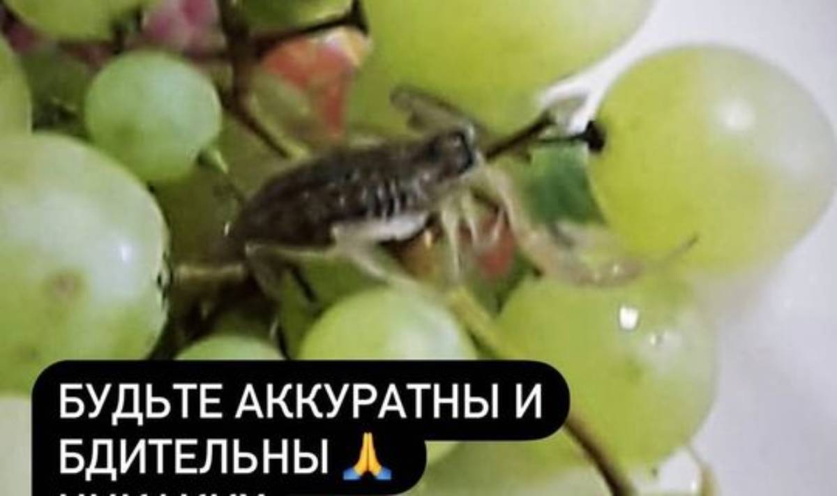 В Татарстане женщину укусил скорпион, который прятался в винограде