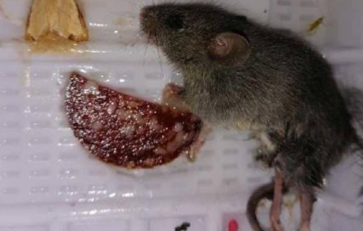 В Нижнекамске жительница дома жалуется на нашествие мышей