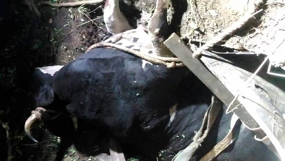 В Татарстане спасли корову, провалившуюся в погреб