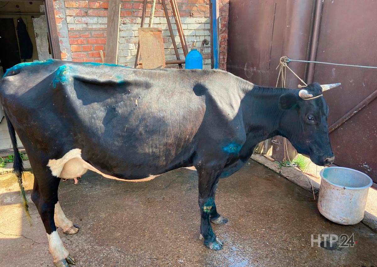 Плакала от боли: в Нижнекамском районе корова наступила на люк и провалилась
