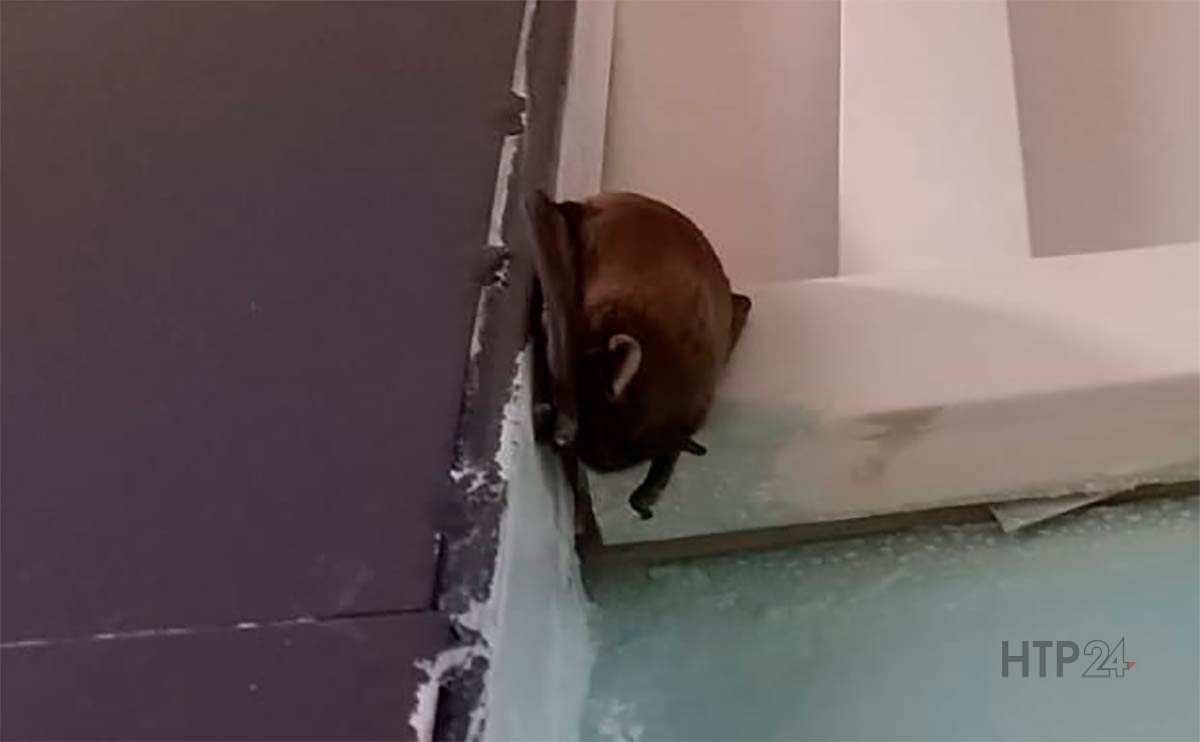 Нижнекамское общежитие облюбовала летучая мышь