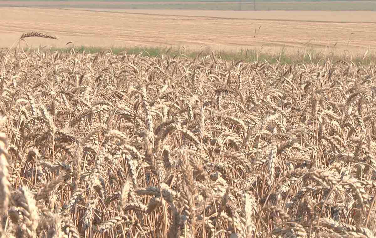 В Татарстане собрали более 4 млн тонн зерна
