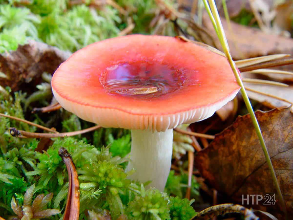 Трое жителей Нижнекамска отравились грибами