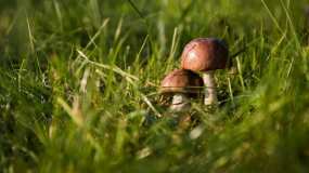 Пожилой грибник пропал в лесу в Татарстане