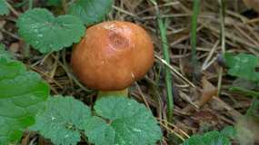 Жителям Нижнекамска рассказали, как избежать отравления грибами
