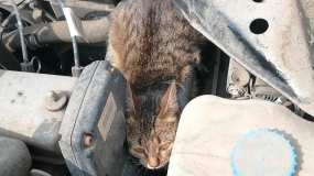 В Нижнекамске кошка осталась без лапы, попав под капот автомобиля