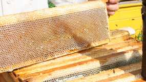 Какую опасность несет мед? - НТР 24