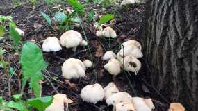 В Татарстане семья отравилась грибами, погиб ребёнок