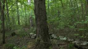 В Нижнекамске дачник ушел за грибами и потерялся - НТР 24