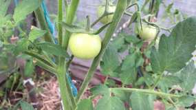 Как ускорить созревание томатов в плохую погоду: два важных способа - НТР 24