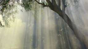 Жителей Татарстана предупредили о тумане - НТР 24