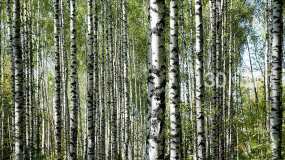 На увеличение лесов в Татарстане выделили почти 200 млн рублей