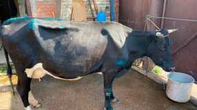 Плакала от боли: в Нижнекамском районе корова наступила на люк и провалилась