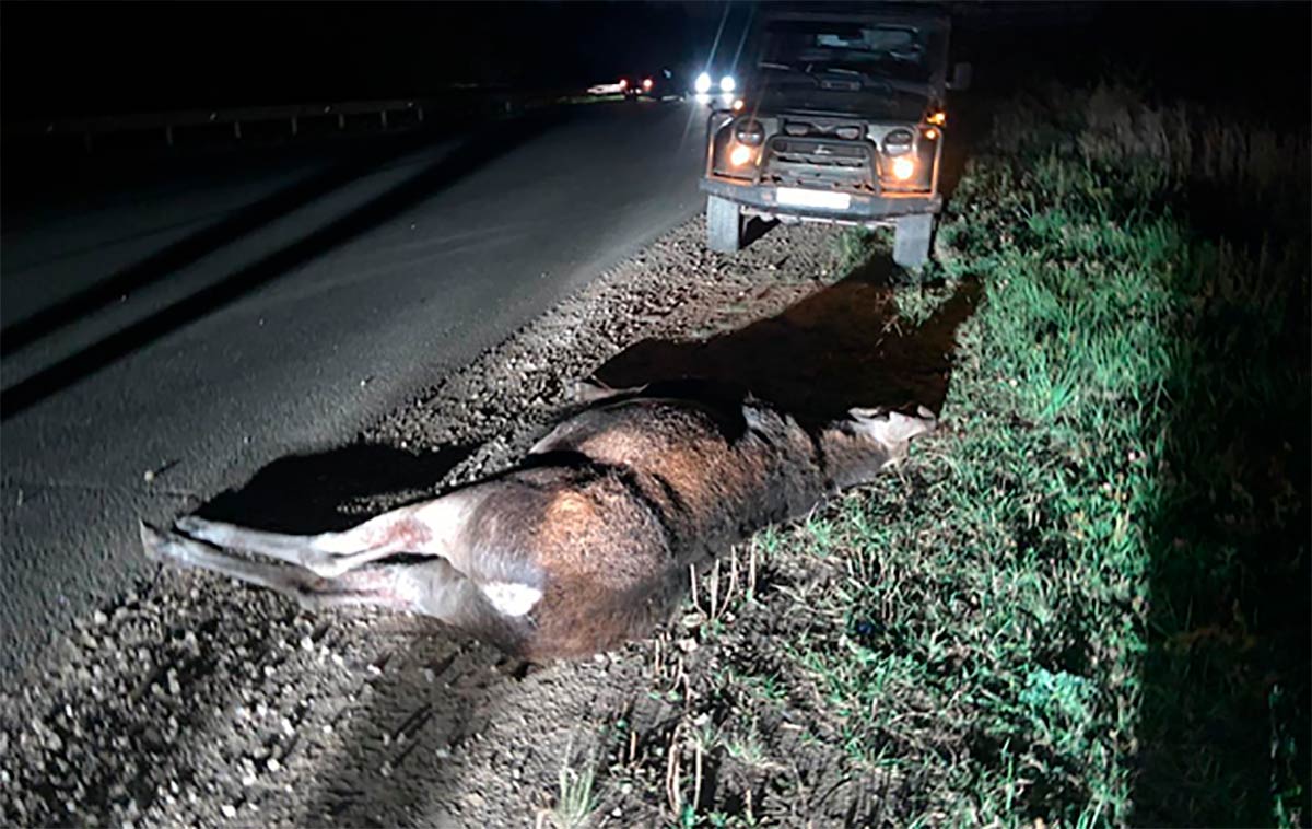 Лось погиб, водитель пострадал: в Нижнекамске иномарка сбила дикое животное