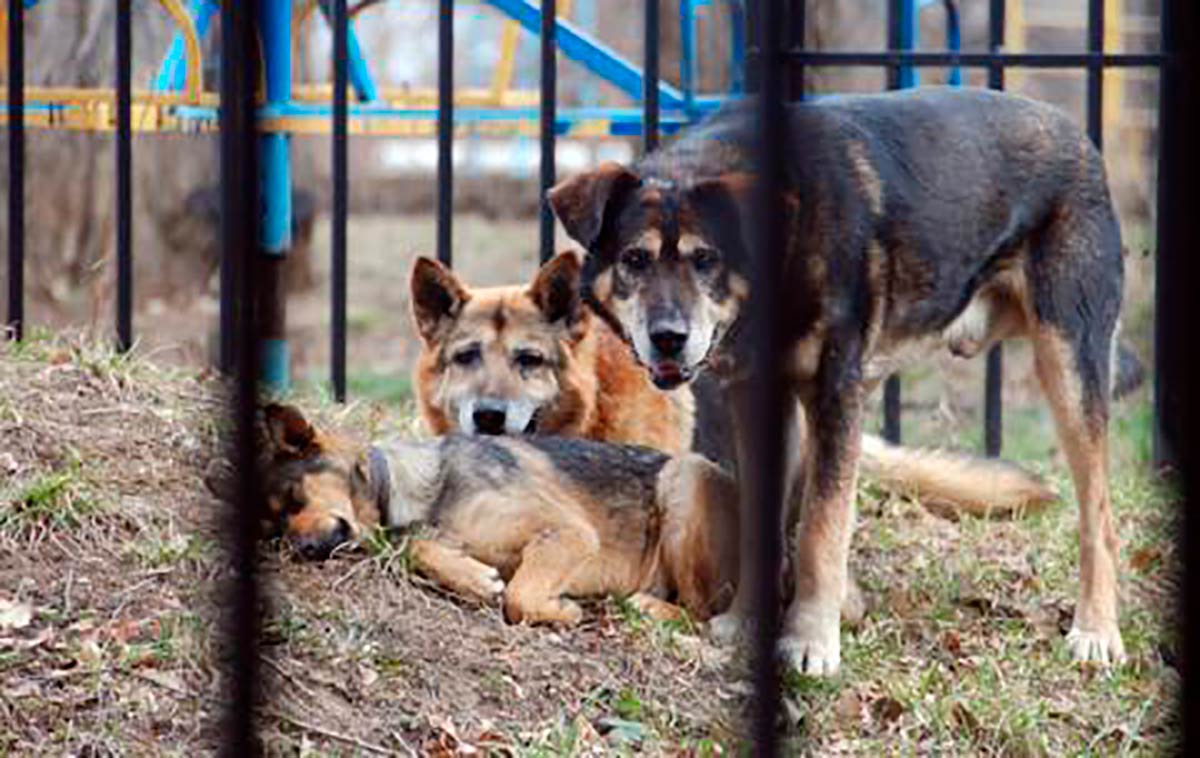 Жительница Нижнекамска жалуется, что бродячие псы кидаются на домашних собак и убивают кошек