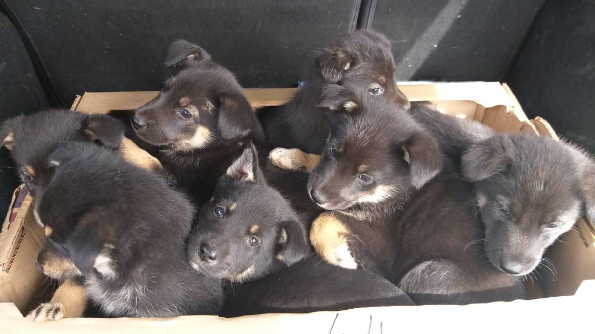 Возле торгового центра в Нижнекамске нашли брошенных в коробке щенков