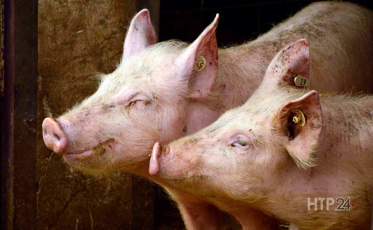В Татарстане продавали сало чумных свиней