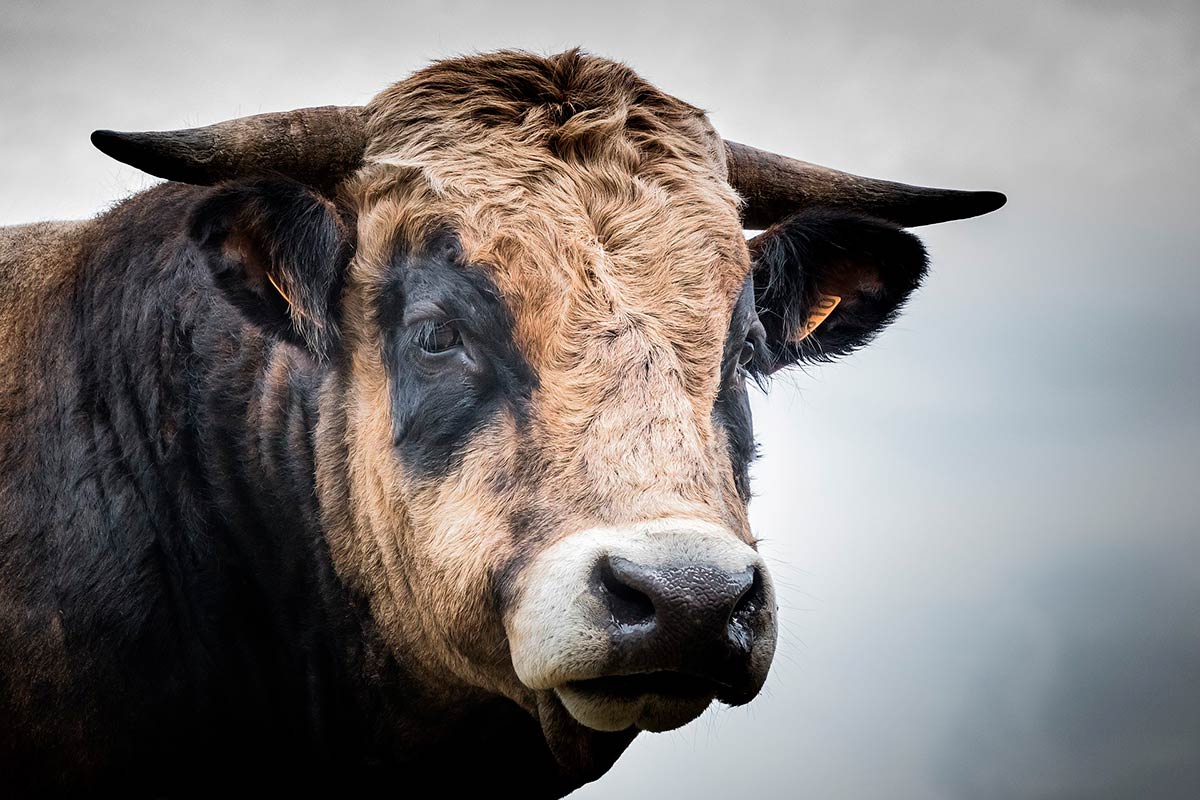 В Татарстане бык сломал рёбра и ключицу грибнику