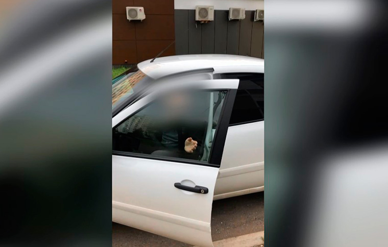 В Нижнекамске таксист сбил собаку и уехал
