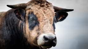 В Татарстане бык сломал рёбра и ключицу грибнику