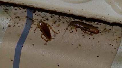 После капремонта в доме на ул. Бызова в Нижнекамске завелись тараканы