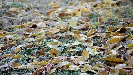 О тумане и заморозках 13 сентября предупредили синоптики татарстанцев - НТР 24