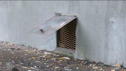 Кошки оказались замурованы в подвале одного из нижнекамских домов