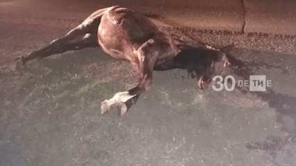 Татарстанец сбил лошадь на трассе и попал в больницу