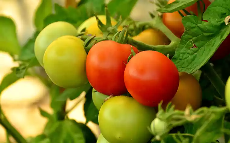 Рецепт приготовления зелёных томатов «Кобра»
