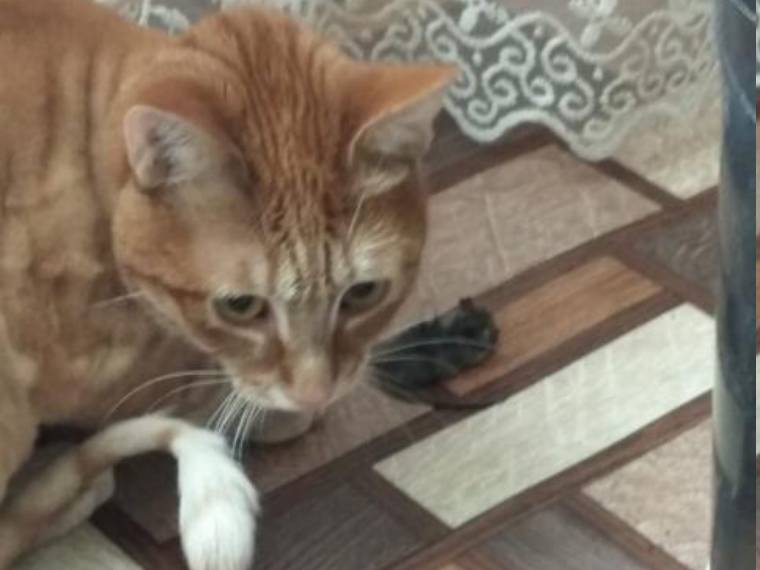 «Спасает только кот»: нижнекамка пожаловалась на нашествие мышей