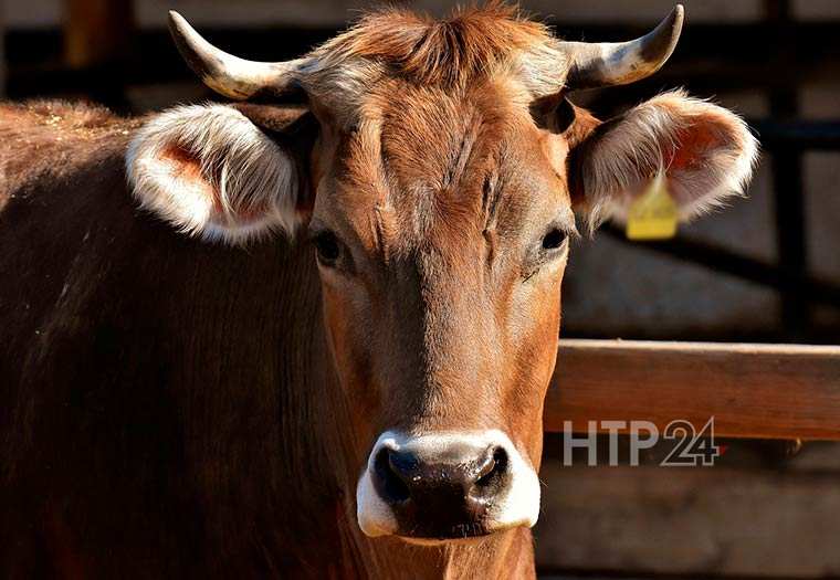 Мясозабойный цех в Нижнекамском районе достроят до конца года