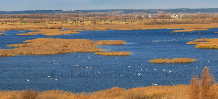Нижнекамский фотограф подсчитал лебедей на озере около Нижнекамска