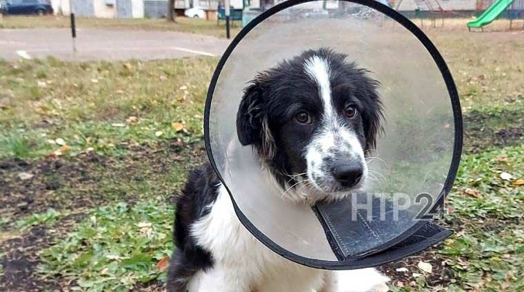 В Нижнекамске пес Мажор, которому переломали ноги, ищет себе дом и заботливых хозяев