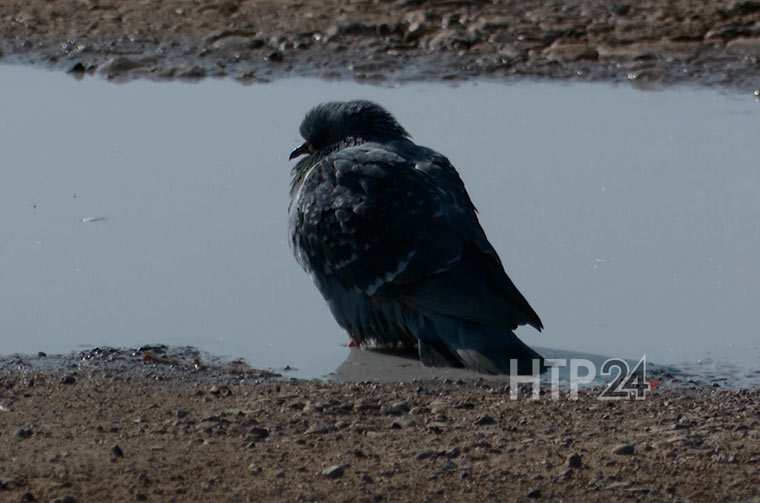 Обнародованы результаты анализа лужи в Нижнекамске, около которой гибнут голуби