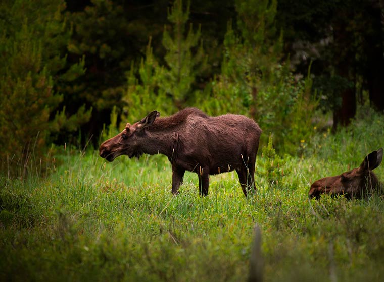 Нижнекамца будут судить за незаконную охоту на лося в альметьевских лесах