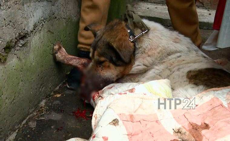 Нижнекамские волонтёры спасли истекавшего кровью пса, на его лечение нужно 100 тысяч