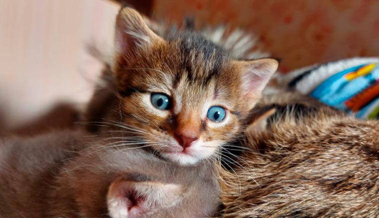 Спасённая из-под капота автомобиля в Нижнекамске кошка родила котят, им ищут дом
