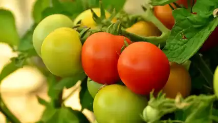 Рецепт приготовления зелёных томатов «Кобра»