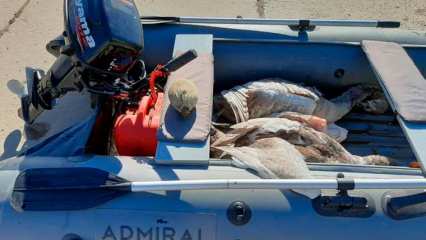 Браконьер из Челнов убил двух краснокнижных лебедей - НТР 24