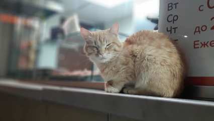 Зооспециалист рассказал, почему кошки уходят из дома - НТР 24