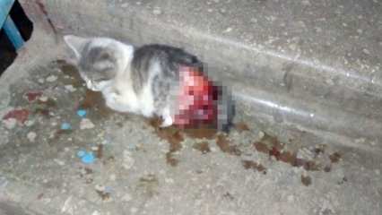 Нижнекамцы спасли котенка со страшными ранами - НТР 24