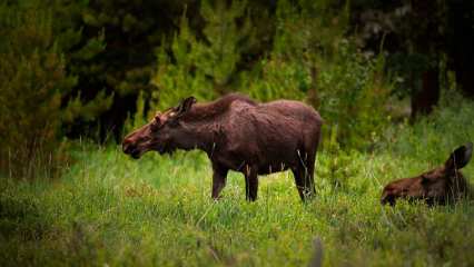 Нижнекамца будут судить за незаконную охоту на лося в альметьевских лесах