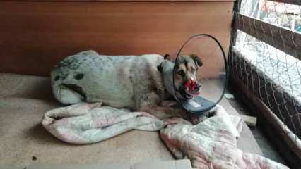 Собаке с изуродованной мордой, которую нашли около Нижнекамска, сделали операцию