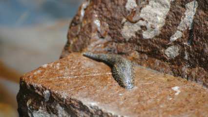 Из головы мальчика медики вытащили большую пиявку - НТР 24