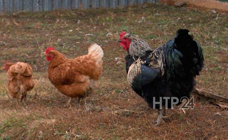 Нижнекамским птицеводам рекомендовали начать забой из-за ситуации с птичьим гриппом