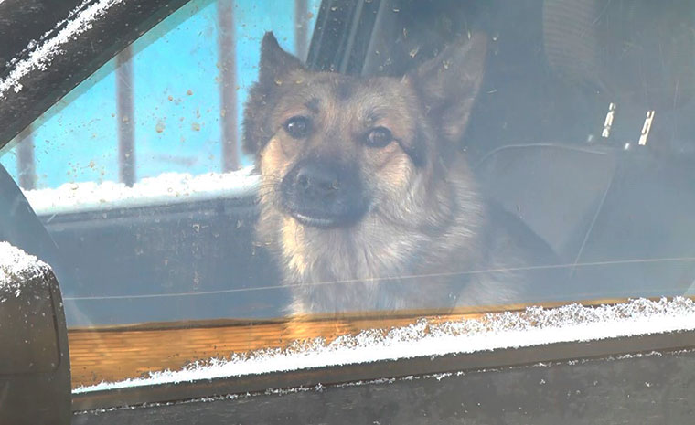 В Нижнекамске домашняя собака почти полгода живёт в машине
