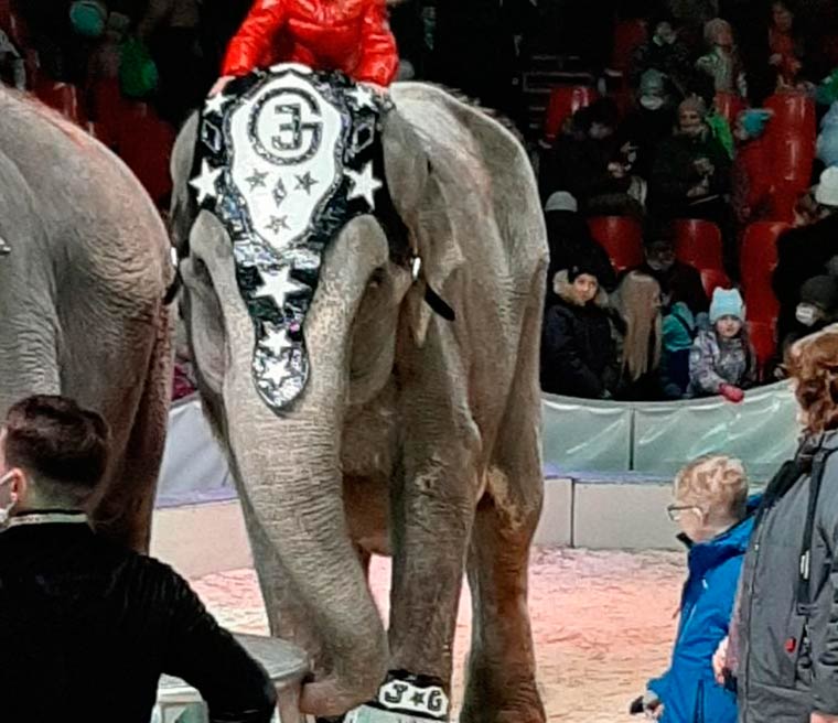 В соцсетях разгорелся спор о цирке со слонами в Нижнекамске