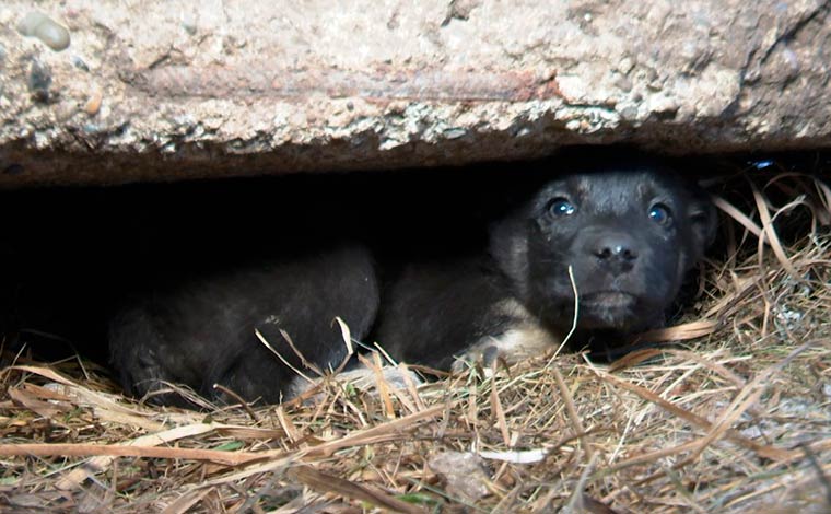 Нижнекамец нашёл под бетонной плитой семь щенков, теперь им ищут дом